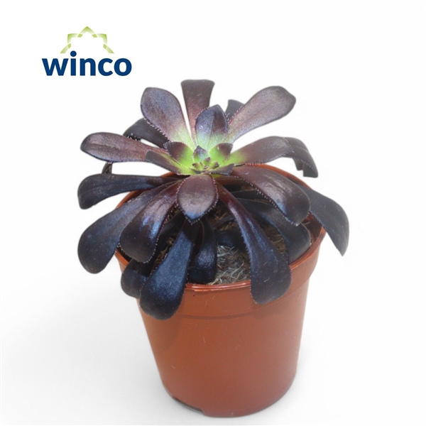<h4>Aeonium Schwartzkopf</h4>