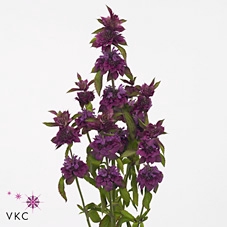 Monarda Loes
