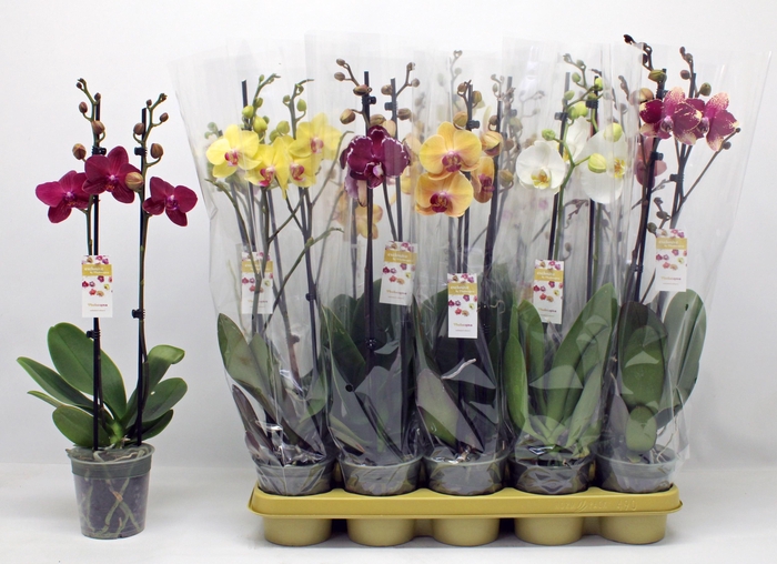 <h4>PHAL GEM 10 KL</h4>