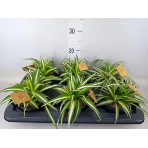 Chlorophytum com. 'Variegatum'