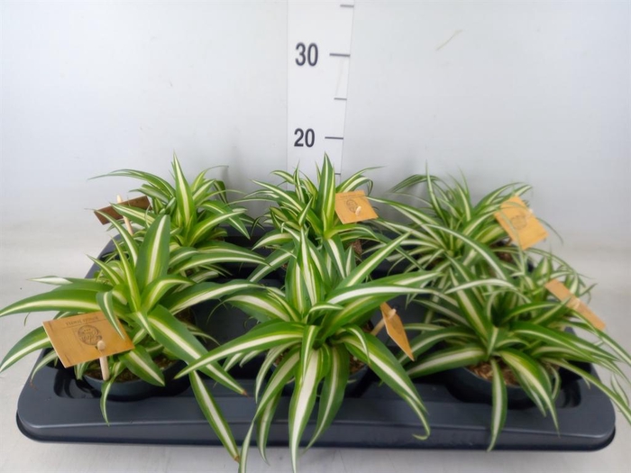 <h4>Chlorophytum com. 'Variegatum'</h4>