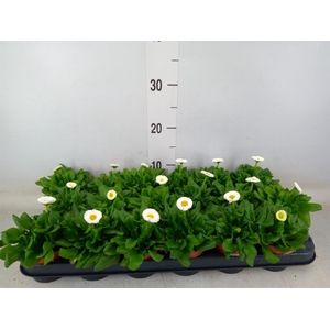 Bellis perennis 'Rusher White'