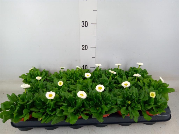 <h4>Bellis perennis 'Rusher White'</h4>