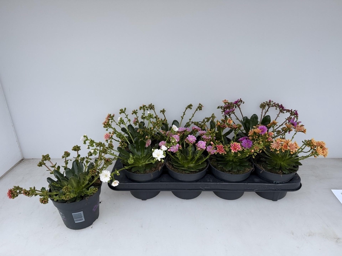 <h4>LEWI MOU DREAMS GEM</h4>