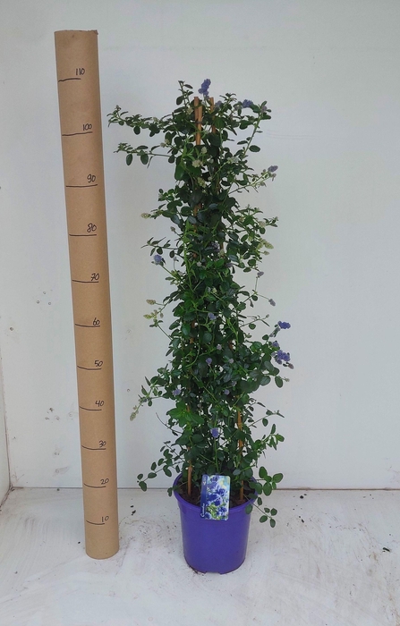 <h4>CEAN TH REPENS</h4>