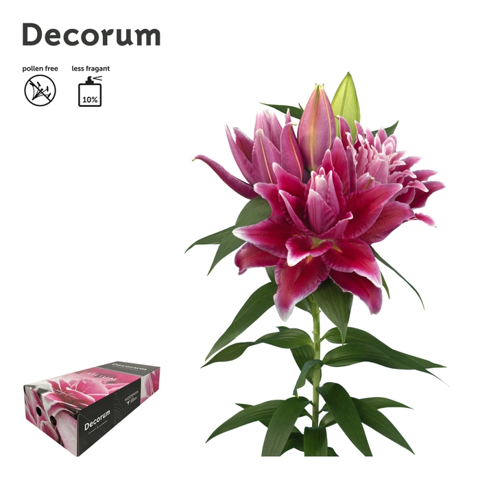 <h4>LI ROSELILY TABITHA 4+ XL Decorum Box</h4>