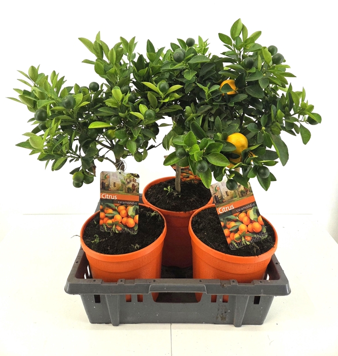 <h4>CITR MICROCARPA</h4>