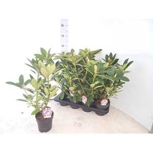 RHOD CAU AL SCHWEITZ