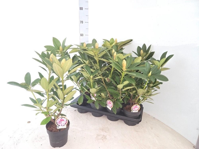 <h4>RHOD CAU AL SCHWEITZ</h4>