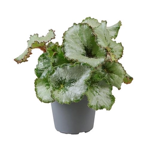 BEGONIA REX-HYBRID P6