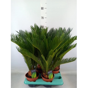 Cycas revoluta