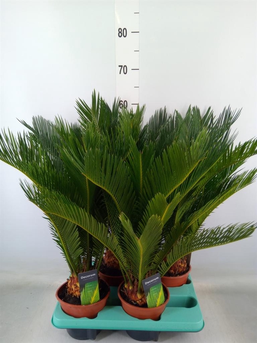 <h4>Cycas revoluta</h4>