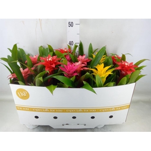 Guzmania   ...mix