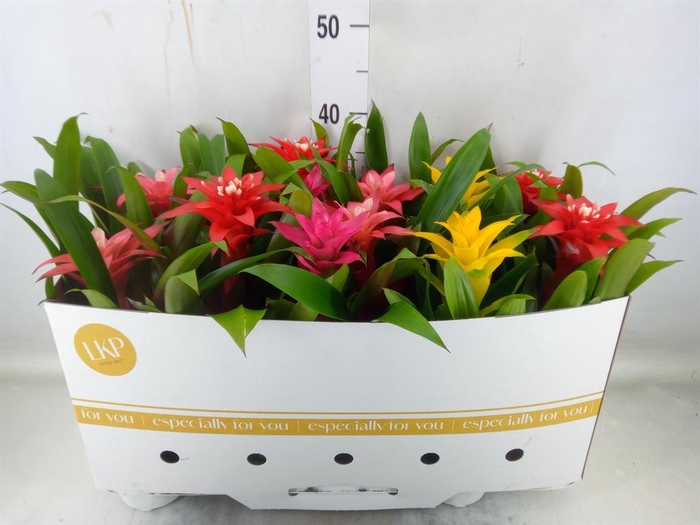 <h4>Guzmania   ...mix</h4>