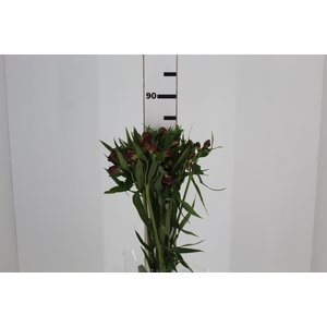 ALSTROEMERIA BAHIA 080 CM