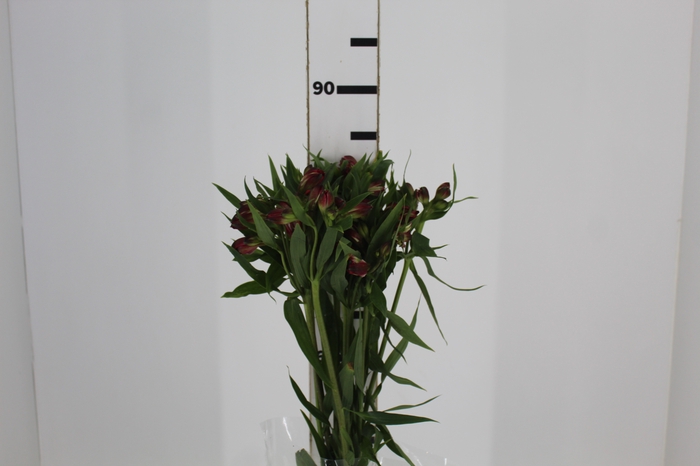 <h4>ALSTROEMERIA BAHIA 080 CM</h4>