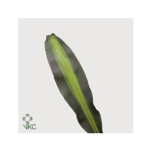 Dracaena Massangeana