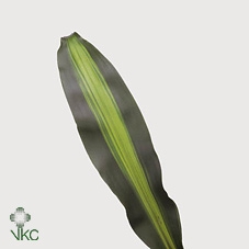 <h4>Dracaena Massangeana</h4>