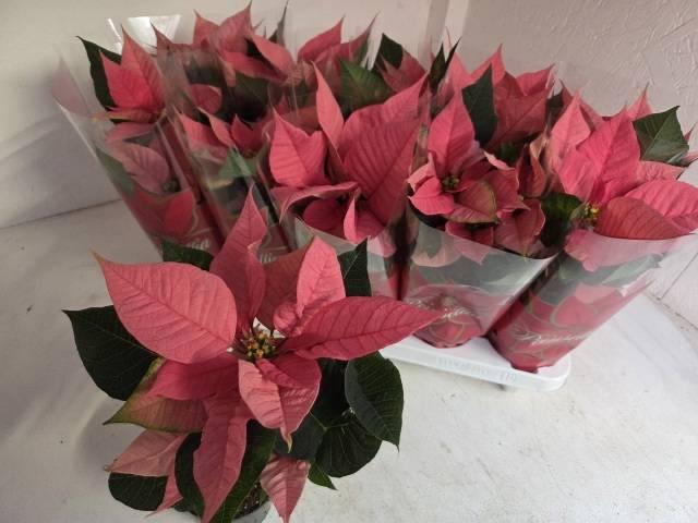 <h4>EUPHOR P MARS PINK</h4>