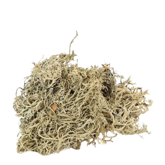 <h4>Droogdeco Mos Lychen 500g</h4>
