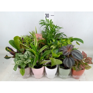 Planten Groen   ...mix  8