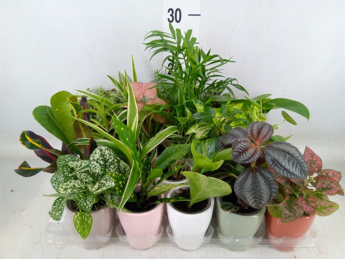 <h4>Planten Groen   ...mix  8</h4>