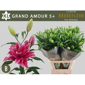 LI OR DU GRAND AMOUR