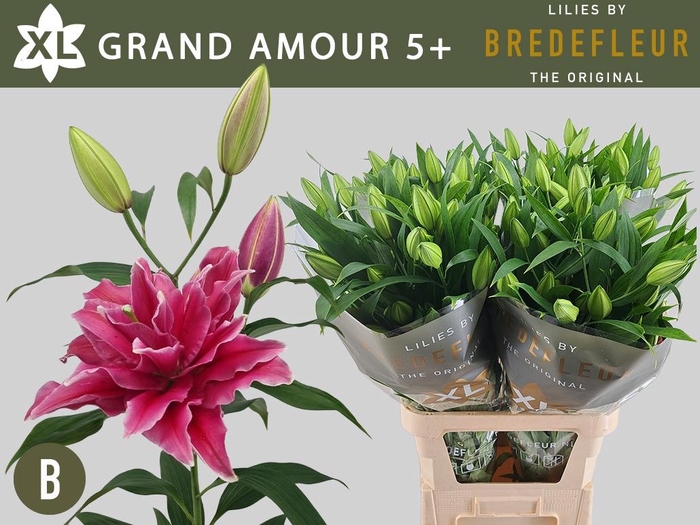 <h4>LI OR DU GRAND AMOUR</h4>