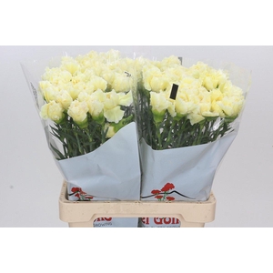 Dianthus St Poirot Giallo