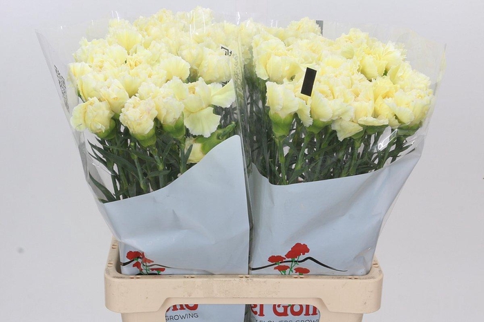 <h4>Dianthus St Poirot Giallo</h4>