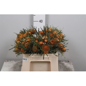 Banksia Dryandra