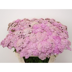 Achillea M Eastender