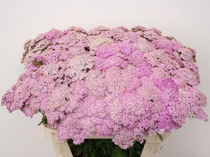 <h4>Achillea M Eastender</h4>