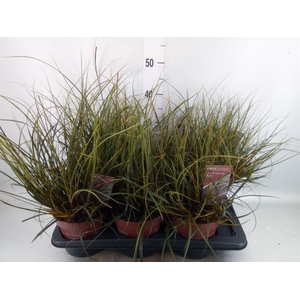 Uncinia rubra