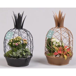 Metaal ananas GOUD met Arrangement kalanchoefittonia