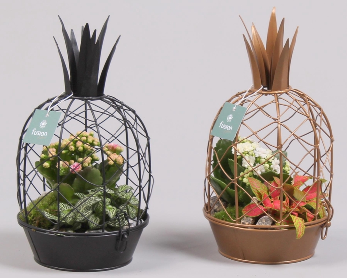 <h4>Metaal ananas GOUD met Arrangement kalanchoefittonia</h4>