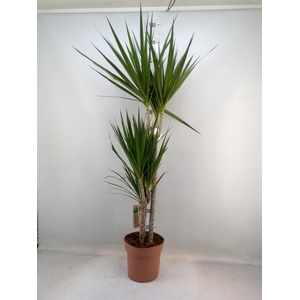 Dracaena marg.