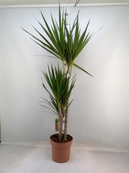 <h4>Dracaena marg.</h4>