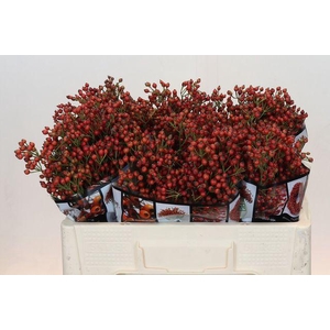ROZENBOTTEL AUTUMN ROSEFRUITS#*