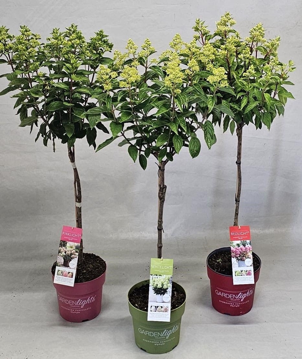 <h4>Hydrangea Paniculata Gardenlight Stam 'IMPORT Mix' 19 cm</h4>