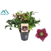Helleborus