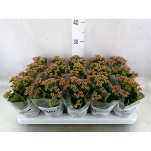 Kalanchoe  'MoreFlow Augusta'