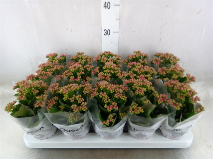 <h4>Kalanchoe  'MoreFlow Augusta'</h4>