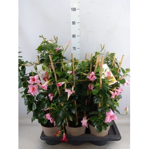 Mandevilla  'Sundavil Cream Pink'