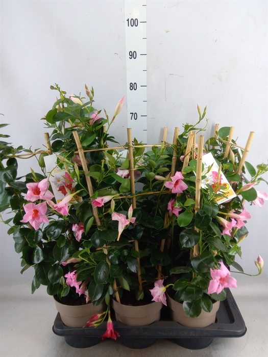 <h4>Mandevilla  'Sundavil Cream Pink'</h4>