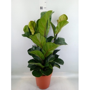 Ficus lyrata 'Bambino'