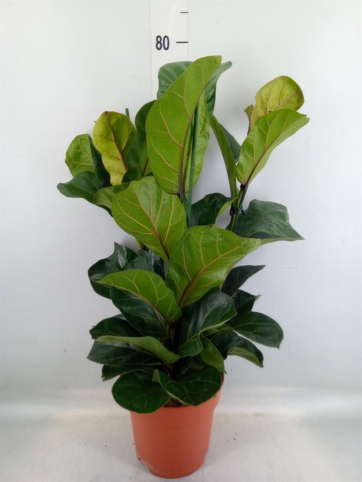 <h4>Ficus lyrata 'Bambino'</h4>