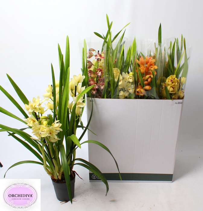 <h4>CYMB GEMENGD</h4>