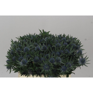 Eryngium Aqua