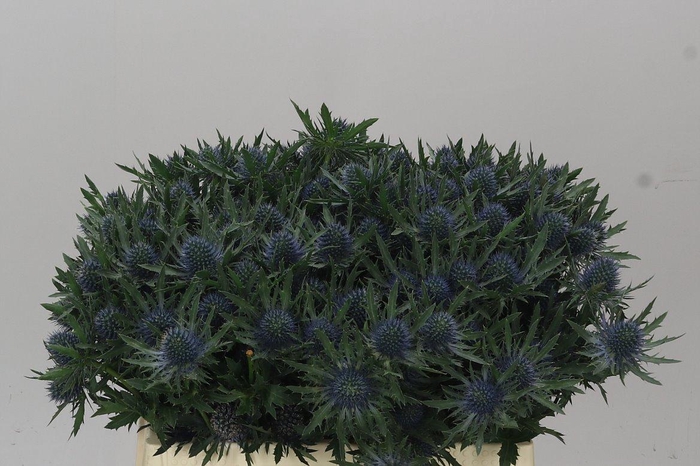 <h4>Eryngium Aqua</h4>